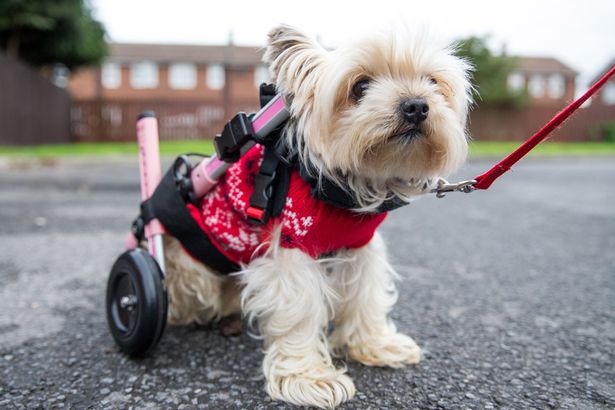 Doggy-wheelchair