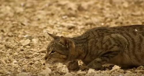 FireShot Capture 47 - A feral cat hunts birds - YouTube_ - https___www.youtube.com_watch