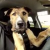 【ビックリだワン！】ナント犬が本物の車を運転！というか世界では犬があらゆる乗り物でドライブを楽しむ時代になっていた！マジか!?