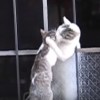 【５分で癒される猫動画】しゃべる猫、猫親子感動の再会、看病する猫などほっこり猫動画5選！